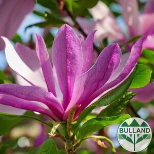Магнолия 'Сюзън', Magnolia Magnolia 'Susan'
