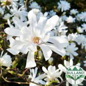Магнолия Стелата , Magnolia stellata