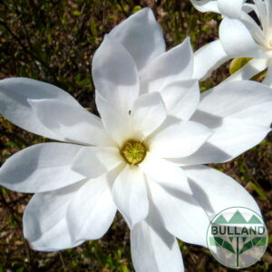 Магнолия Стелата 'Waterlily' , Magnolia stellata 'Waterlily'