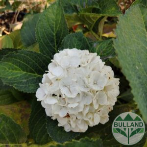 Хортензия макрофила 'Schneeball', Hydrangea macrophylla 'Schneeball', cont. 35 l.
