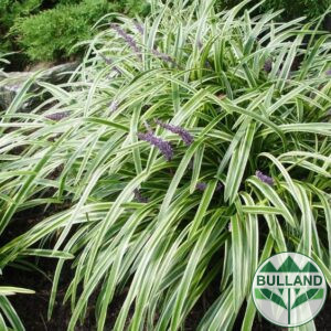 Liriope Muscari, Liriope muscari 'Variegata', cont.1 l.
