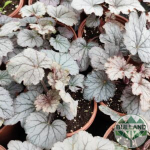 Хойхера Silverberry, Heuchera Silverberry, конт. 1 л.