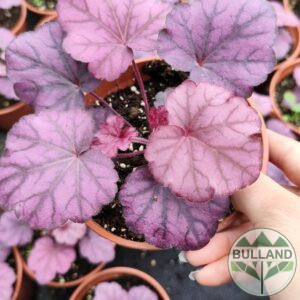 Хойхера Pink Panther, Heuchera Pink Panther, конт. 1 л.