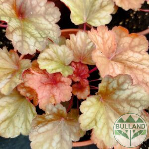 Хойхера Georgia Peach, Heuchera Georgia Peach, конт. 1 л.