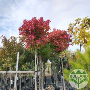 Ликвидамбър,Амброво дърво, Liquidambar, височина 350/400