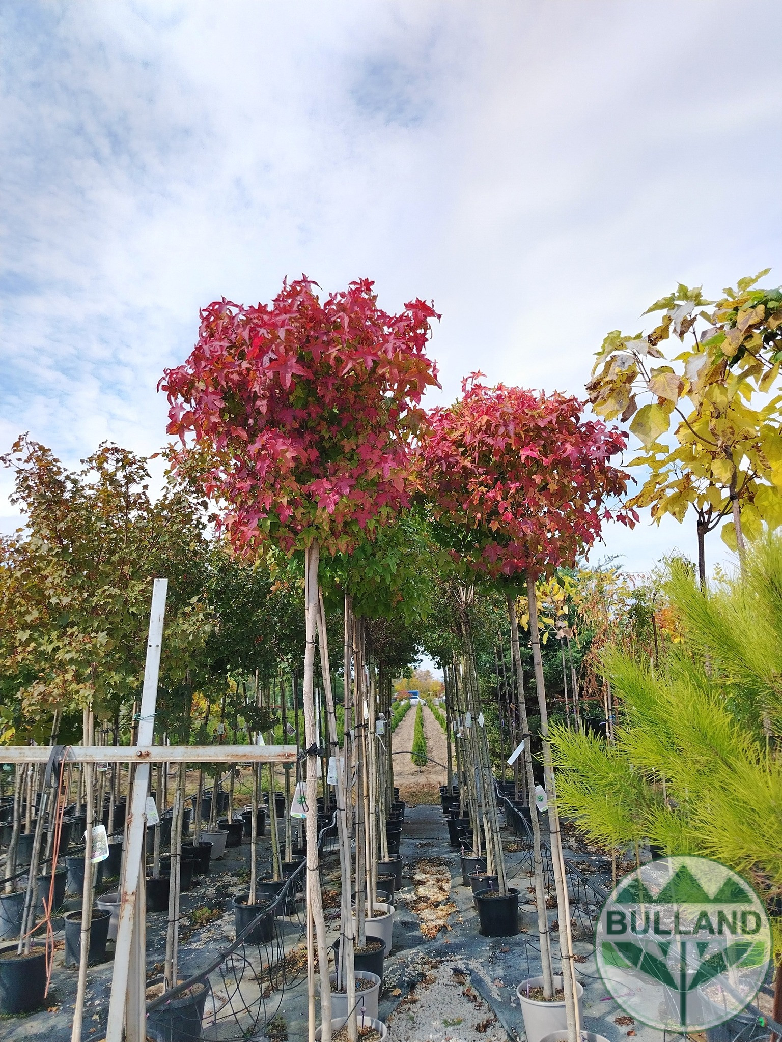 Ликвидамбър,Амброво дърво, Liquidambar, височина 350/400