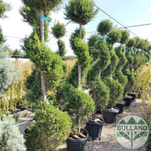 Cypress mascara,  height 200/220 cm