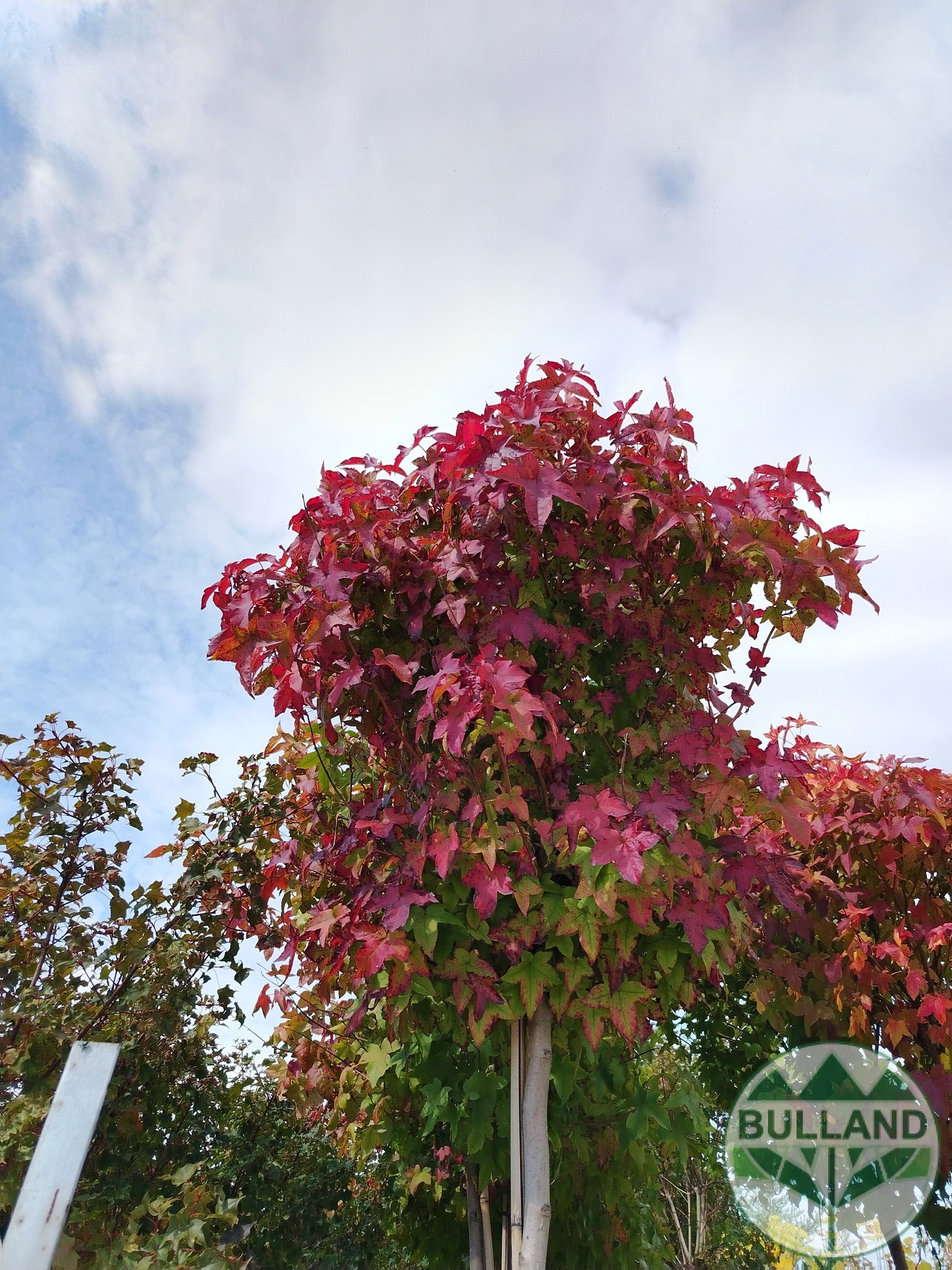 Ликвидамбър,Амброво дърво, Liquidambar, височина 350/400 - Image 3