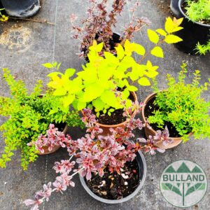 Promo package from 5 pc cold resistant plants