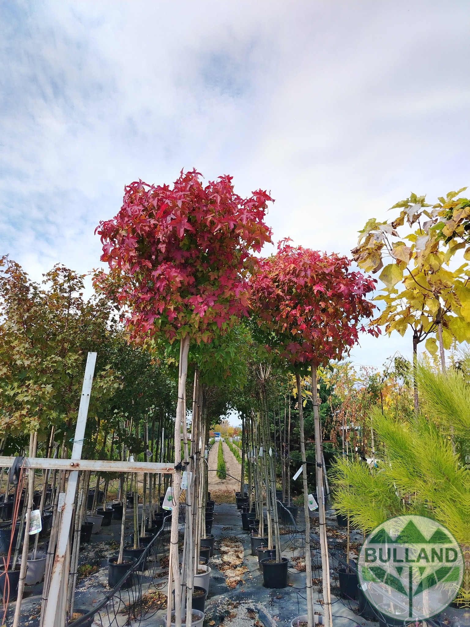 Ликвидамбър,Амброво дърво, Liquidambar, височина 350/400 - Image 4