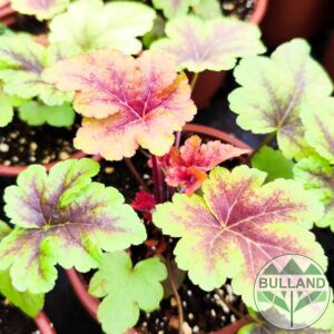 Хойхера Stoplight, Heuchera Stoplight, конт. 1 л.