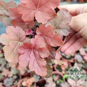 Хойхера Boysenberry, Heuchera Boysenberry, конт. 1 л.