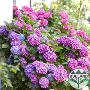 Hydrangea Pink Shade Bouquet, Hydrangea macr. Bouquet Rose, cont. 3 l.