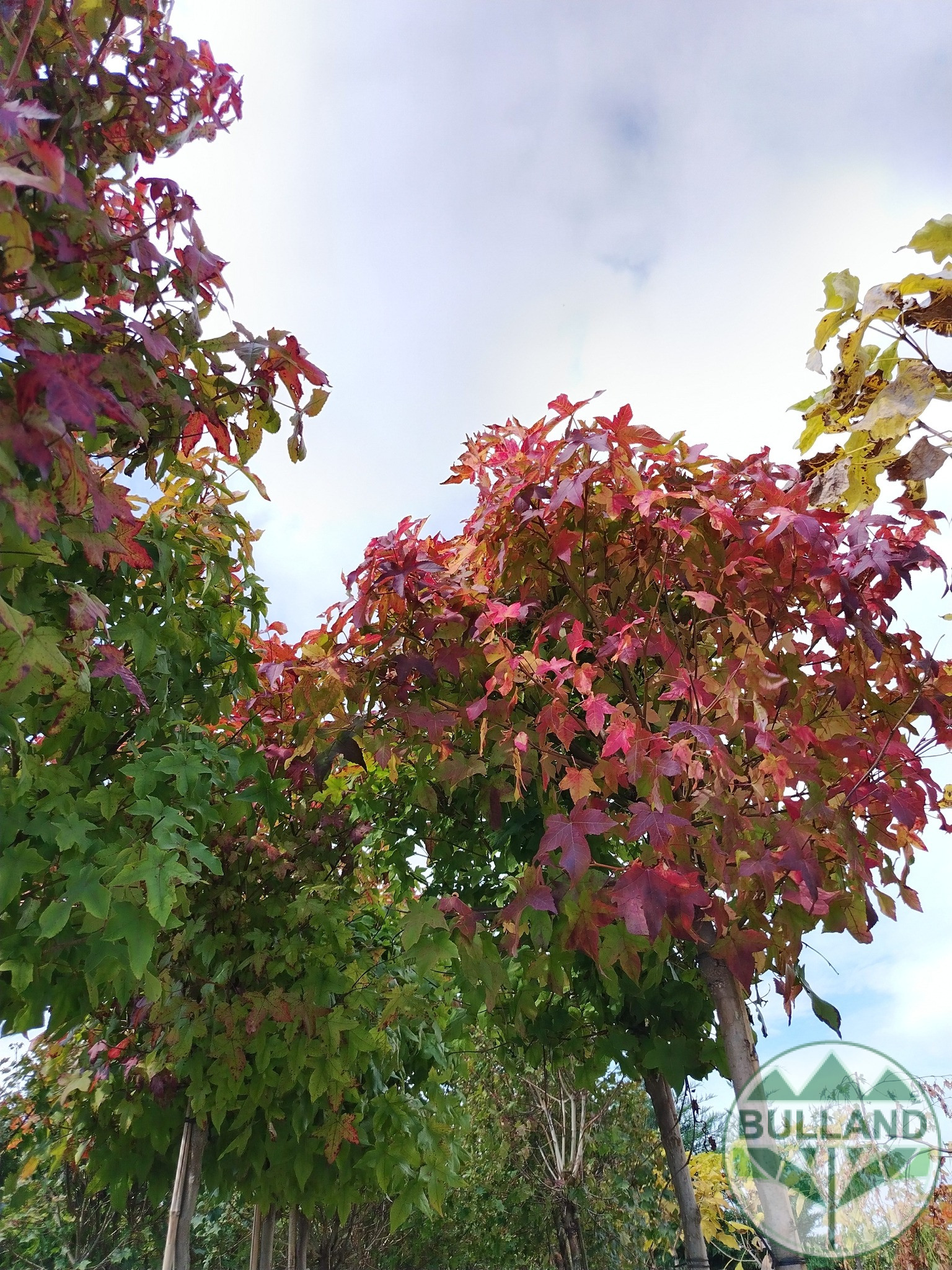 Ликвидамбър,Амброво дърво, Liquidambar, височина 350/400 - Image 2