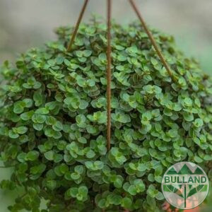 Кализия, Callisia Repens Care, pot 9