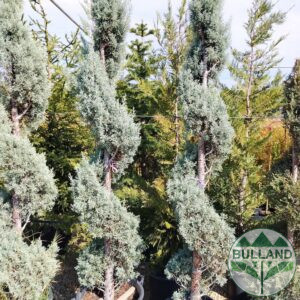 Arizona cypress spiral,  height 200/220 cm
