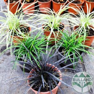 Promo package from 6 No. Decorative grasses, cont. 1 l.
