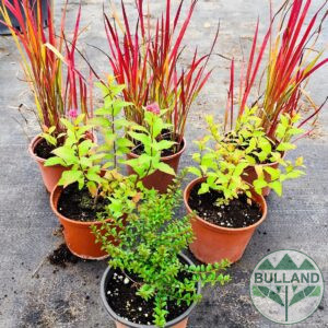 Promo package from 6 pc cold resistant plants, cont. 1 l.