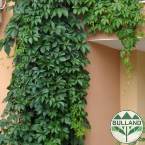 Wild vine, Parthenocissus, cont. 1 l. height 20/30 cm