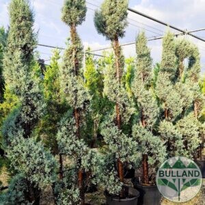 Аризонски кипарис спирала,  височина 200/220 см