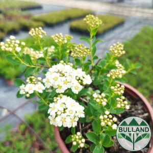 Спирея Юнска булка, Spiraea nipponica 'June Bride', конт. 1 л.