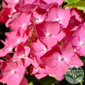 Хортензия макрофила 'Зефиро', Hydrangea macrophylla 'Зефиро', cont. 35 l.
