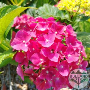 Хортензия макрофила 'Зефиро', Hydrangea macrophylla 'Зефиро', cont. 10 l.