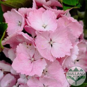 Hydrangea macrophylla pink, Hydrangea macrophylla Pink , cont. 10 l.