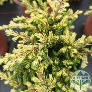 Хвойна Голдшатс, Juniperus Goldschats, конт. 1 л.