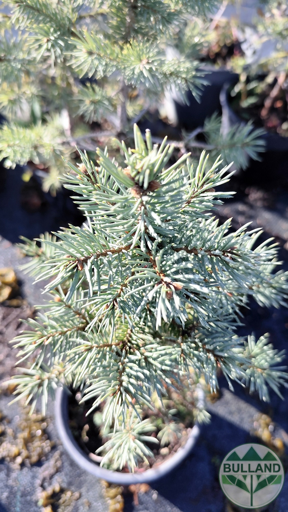 Silver spruce, Picea pungens 'Misty Blue', 30/40 cm - Image 7