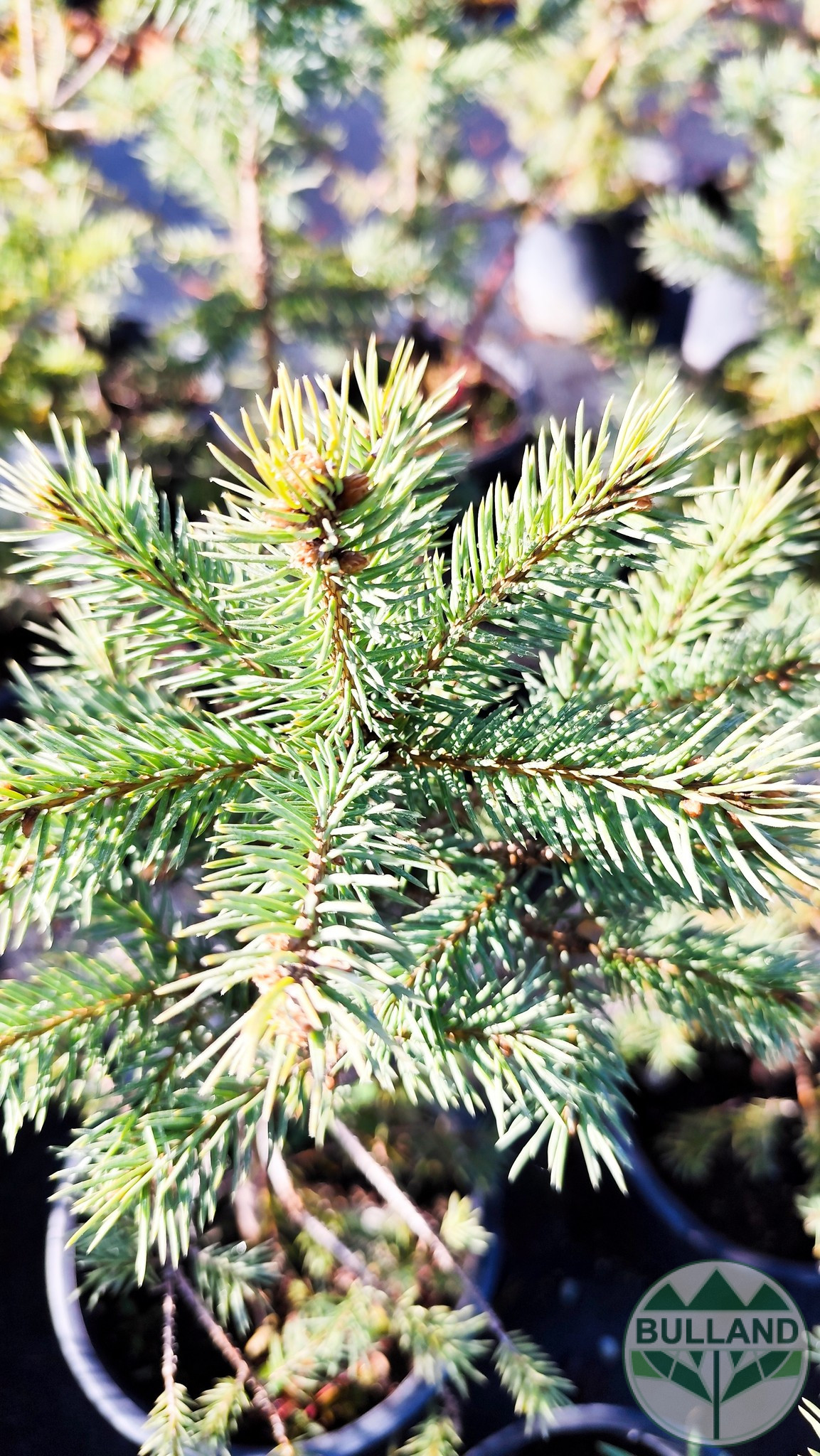 Silver spruce, Picea pungens 'Misty Blue', 30/40 cm - Image 6