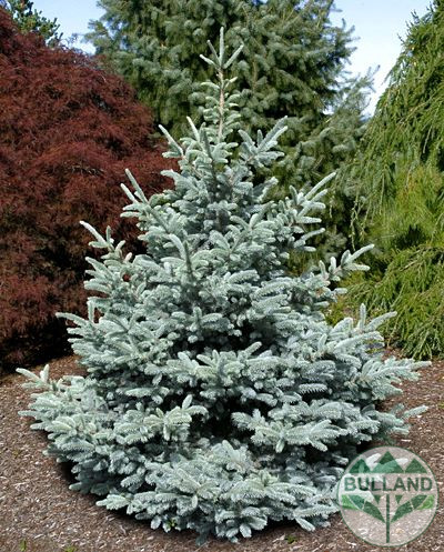 Silver spruce, Picea pungens 'Misty Blue', 30/40 cm - Image 8