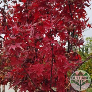 Японски Клен "Skeeters Broom", Acer "Skeeters Broom“, височина 200+