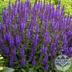 Салвия „Blue Marvel“, Градински чай, Salvia „Blue Marvel“, конт. 1 л.
