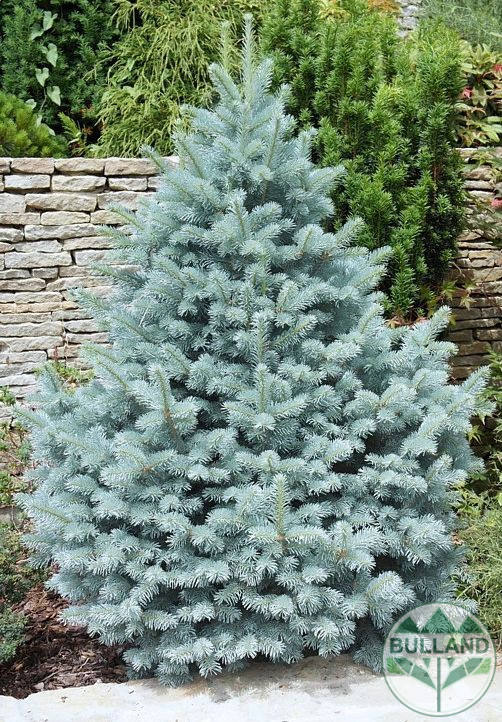 Silver spruce, Picea pungens 'Misty Blue', 30/40 cm - Image 9
