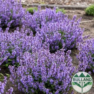 Непета, Nepeta, конт.1 л