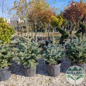Silver spruce, Picea pungens, cont 35 l