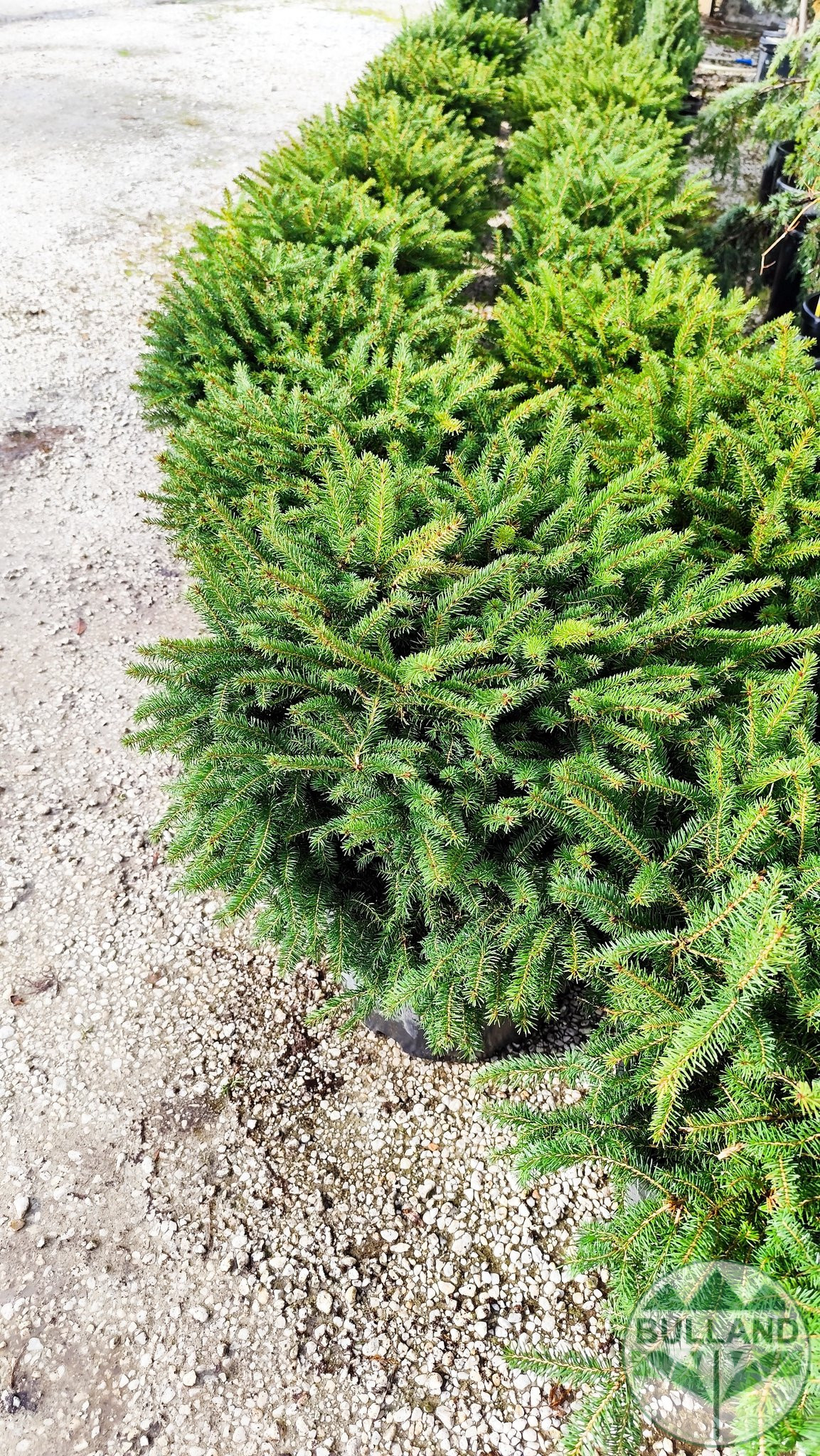 Пицея Ехиноформис,Picea glauca Echiniformis - Image 7