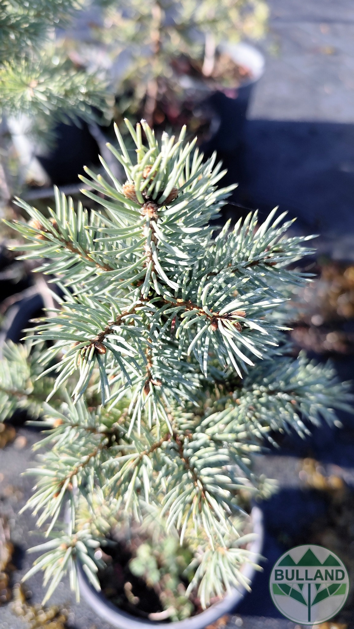 Silver spruce, Picea pungens 'Misty Blue', 30/40 cm - Image 5