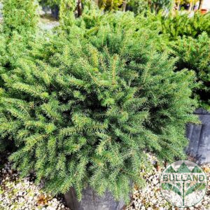 Пицея Ехиноформис,Picea glauca Echiniformis
