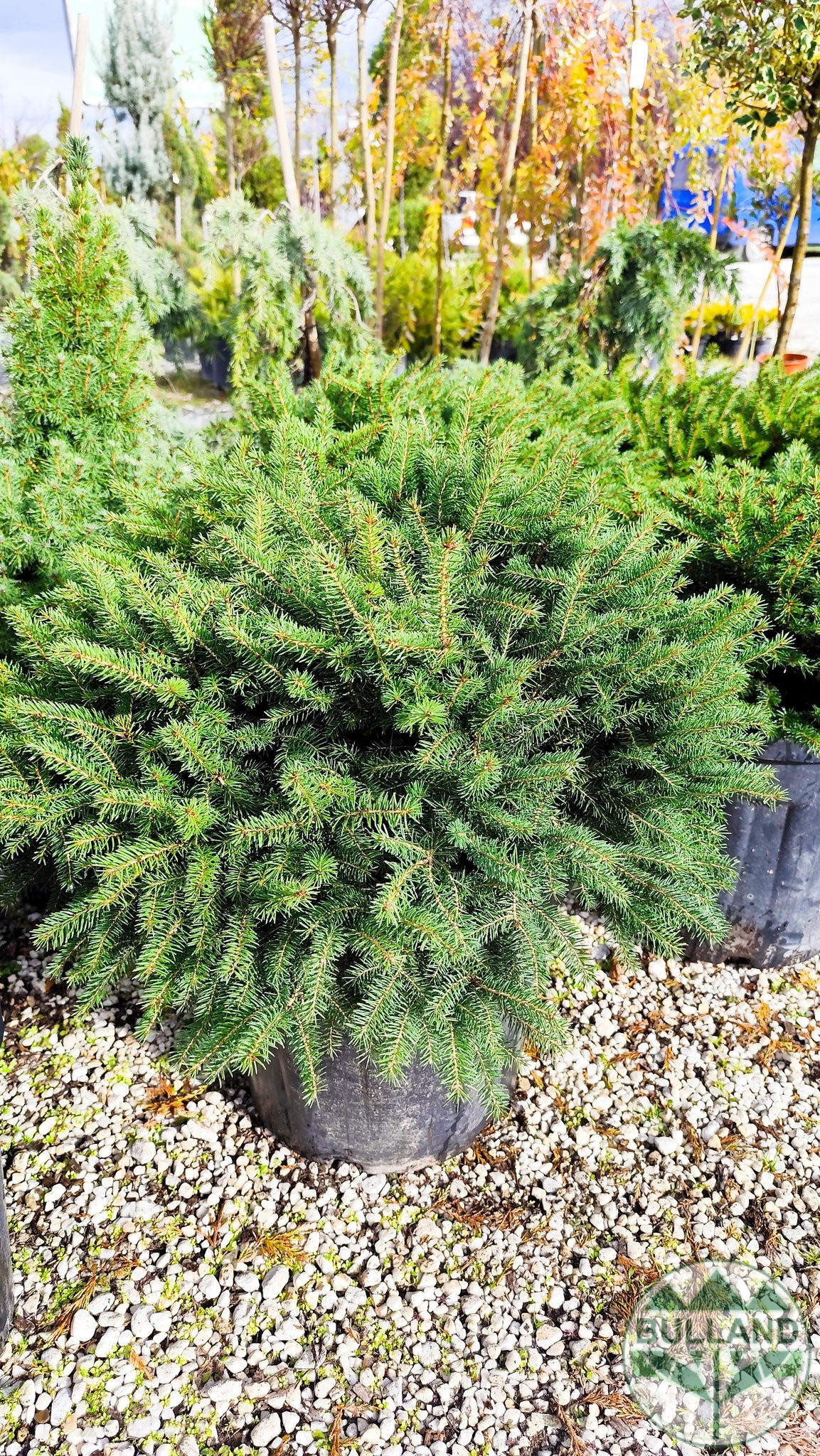 Пицея Ехиноформис,Picea glauca Echiniformis