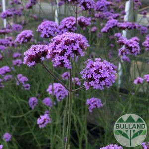 Вербена , Verbena Bonariensis Bonnie Blue, конт. 1 л