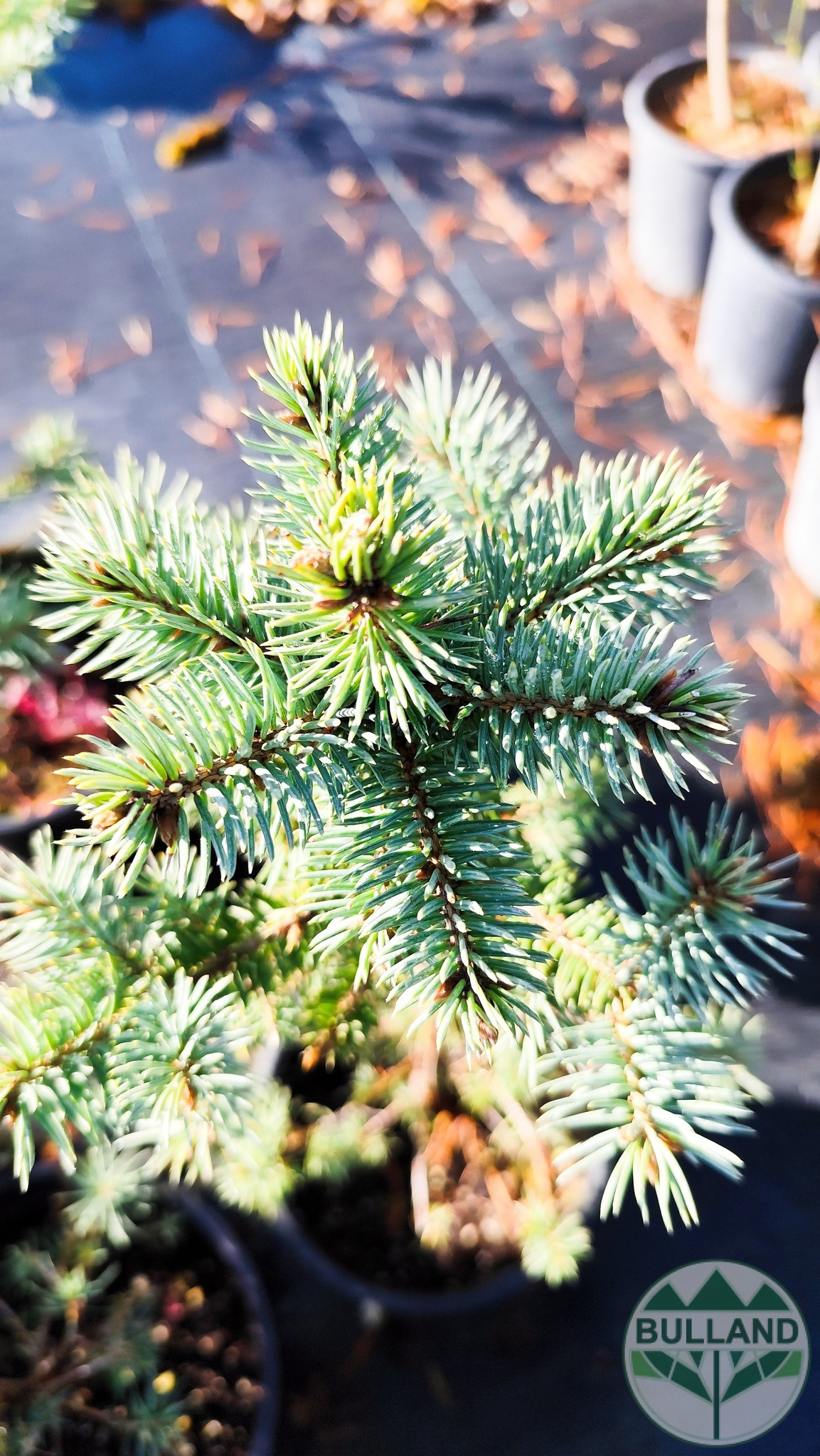 Silver spruce, Picea pungens 'Misty Blue', 30/40 cm - Image 4