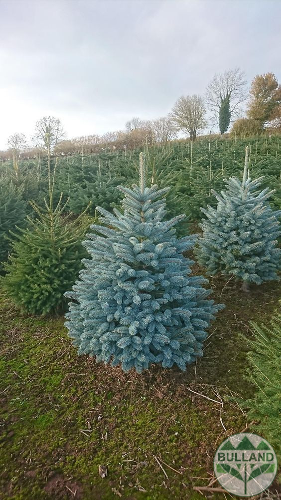 Silver spruce, Picea pungens 'Misty Blue', 30/40 cm - Image 10