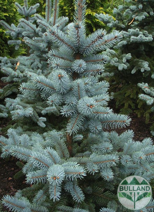 Silver spruce, Picea pungens 'Misty Blue', 30/40 cm - Image 11