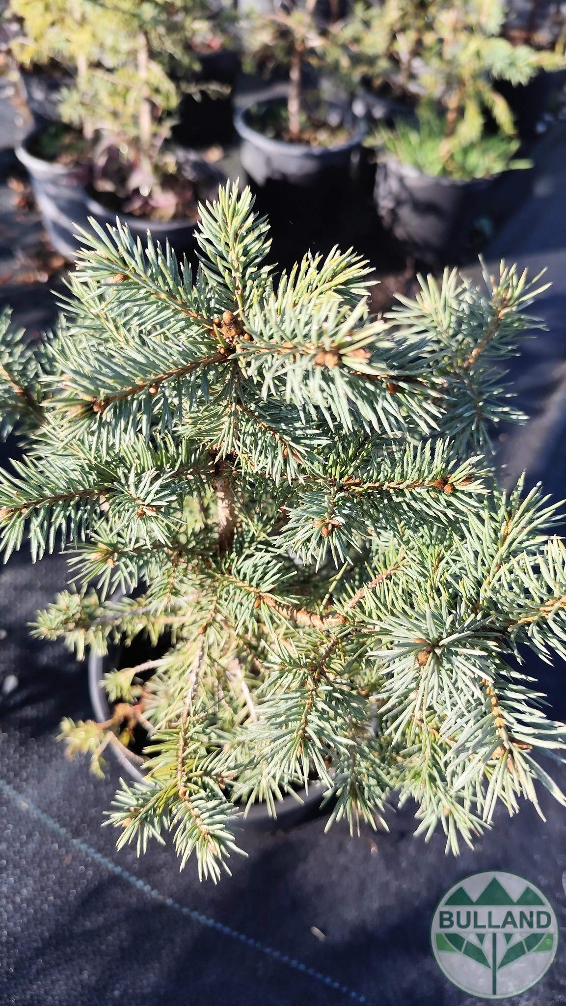 Silver spruce, Picea pungens 'Misty Blue', 30/40 cm - Image 3