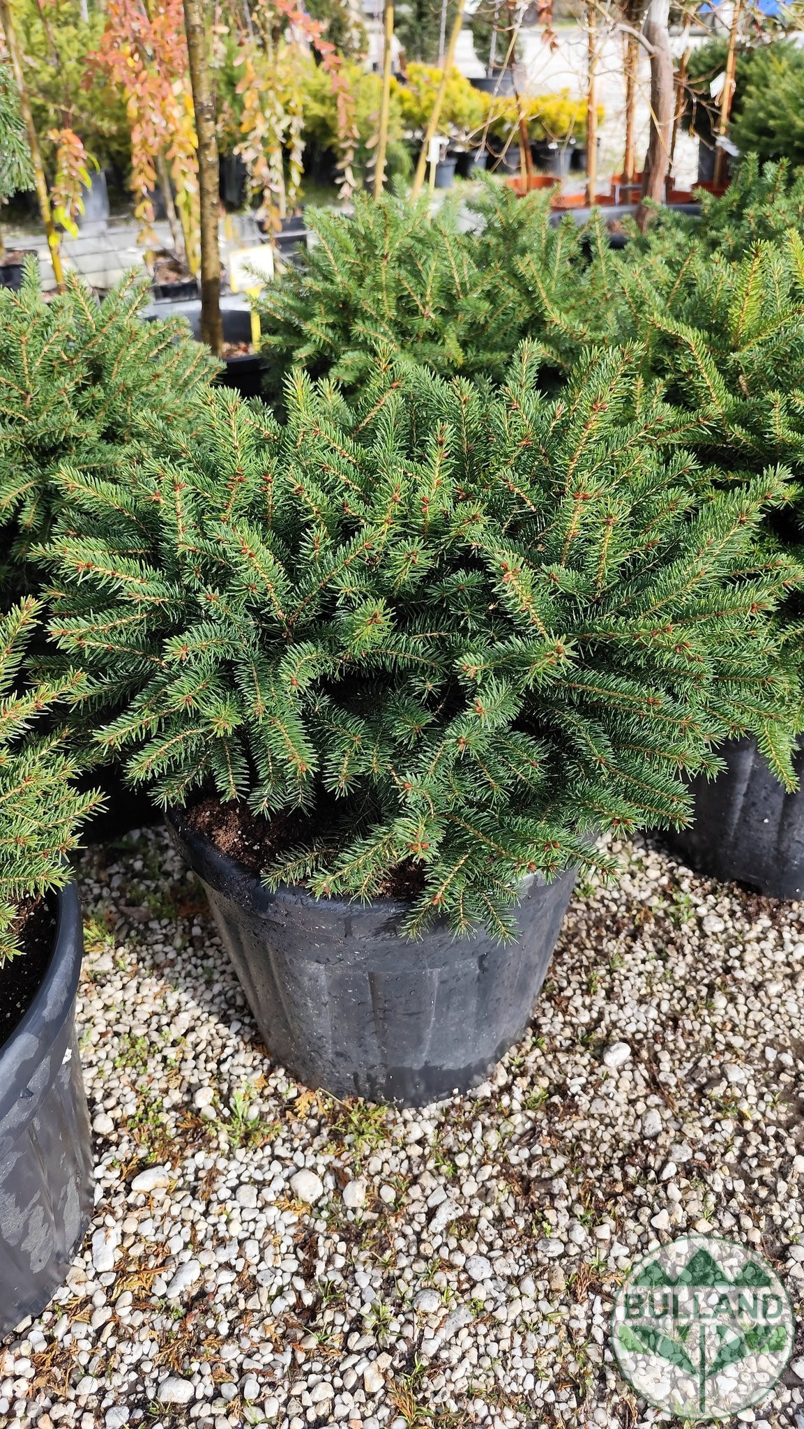 Пицея Ехиноформис,Picea glauca Echiniformis - Image 6