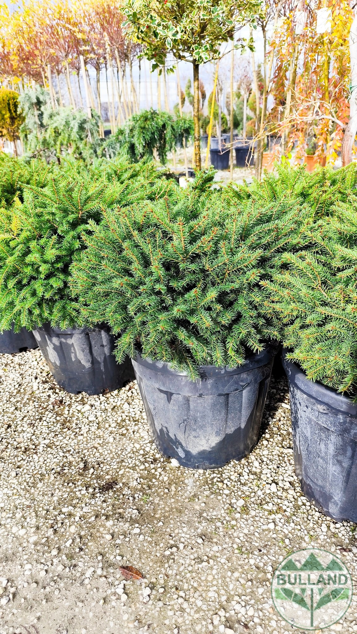 Пицея Ехиноформис,Picea glauca Echiniformis - Image 5