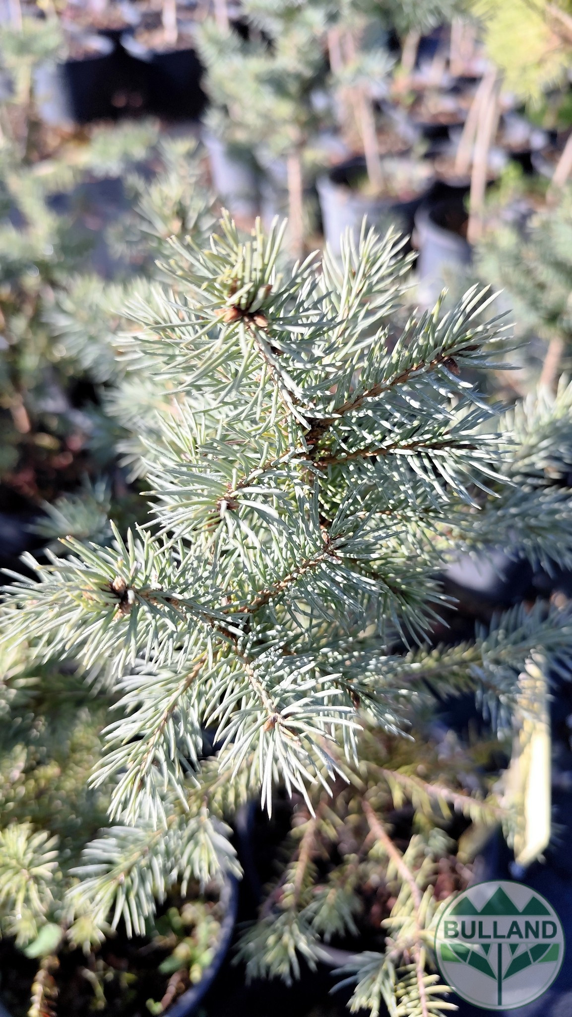 Silver spruce, Picea pungens 'Misty Blue', 30/40 cm - Image 2