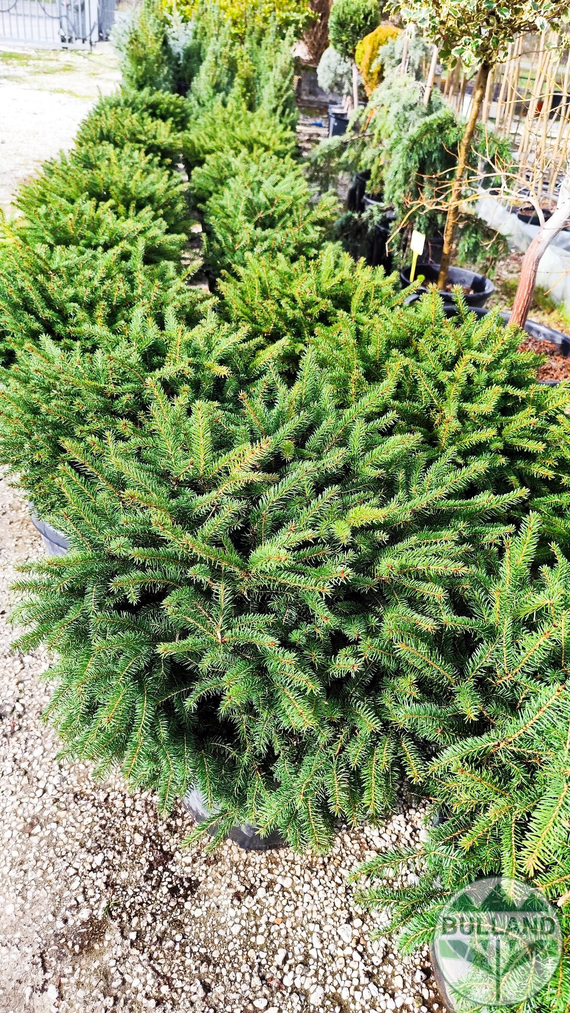 Пицея Ехиноформис,Picea glauca Echiniformis - Image 4
